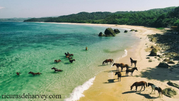 Wisata Pantai Nihiwatu Beach Sumba Nusa Tenggara Timur